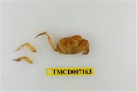 藏品(斑點擬相手蟹)的圖片